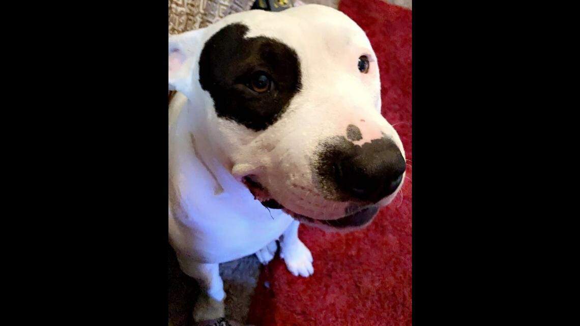 Petey, who is 2, was stuck under a bridge in an Oklahoma reservoir when a rookie cop jumped in the water to try and save him.