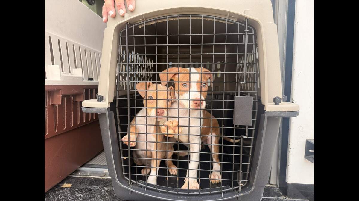 Humane Society brings Mineral Wells shelter pets to Fort Worth as Ross Fire grow...
