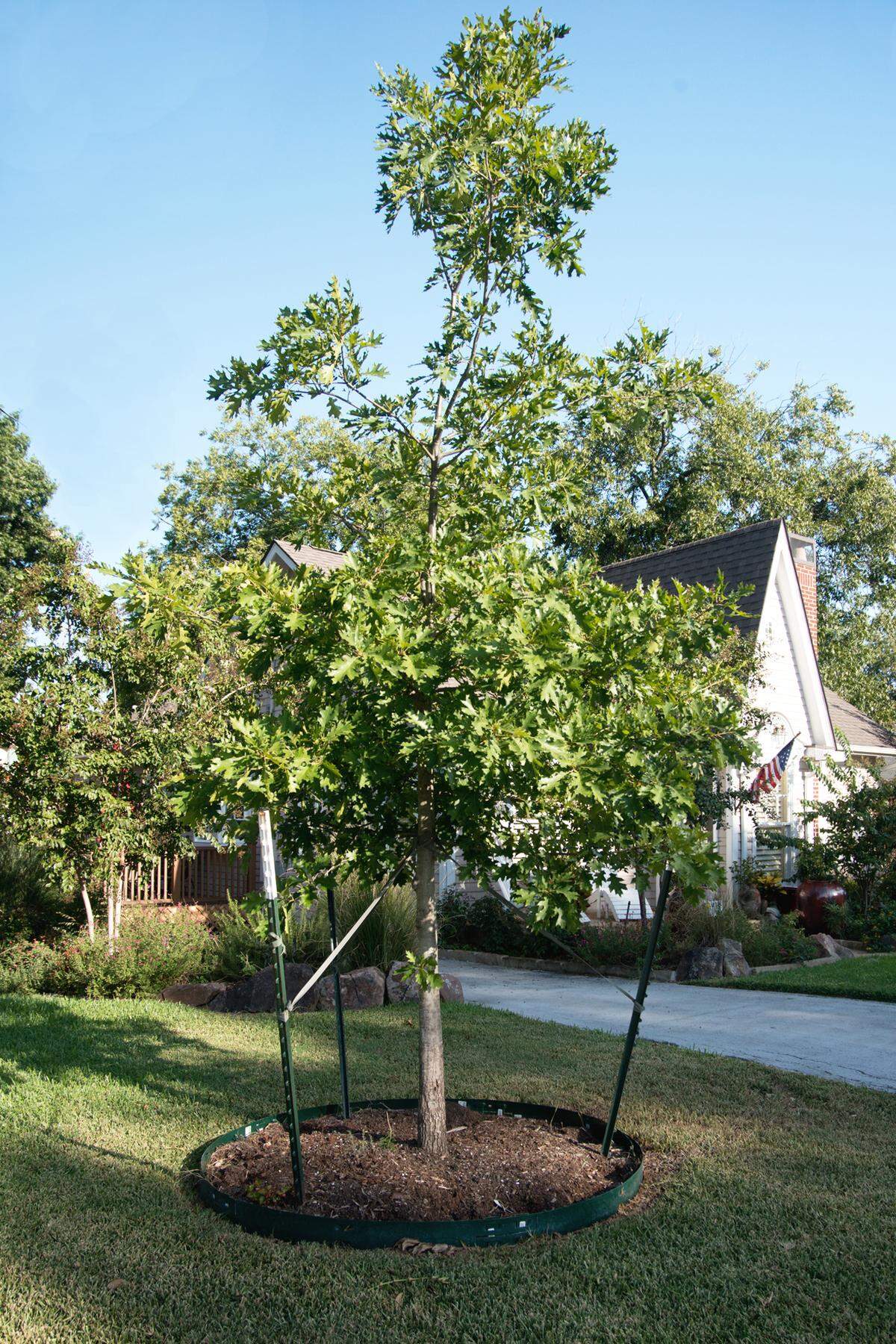 Great care of shade trees, like this new red oak, begins the day they are planted.