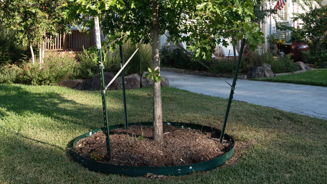It’s about to get hot in North Texas. How to help trees in extreme summer heat