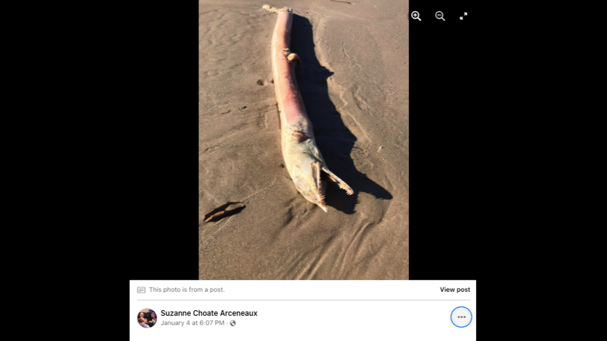 A long, slender fish with sharp teeth washed up on the shore in Galveston County, Texas, a woman said on Facebook.