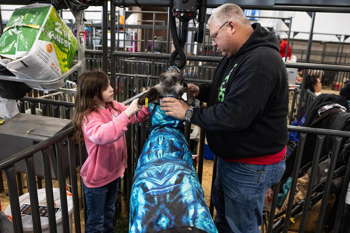 Rayleigh Whitt, 9, of Kaufman County 4H grooms her show sheep Tulip on Saturday, Jan. 25, with the help of her grandfather Samuel Adams the day prior to competing in the Fort Worth Stock Show & Rodeo.