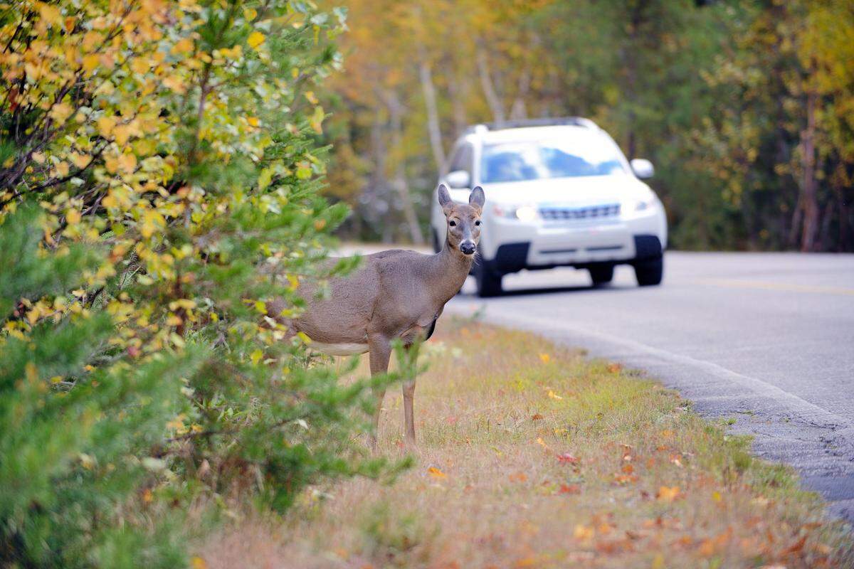 Risk of accident by car collision between the wild animal.