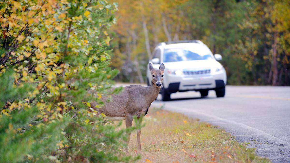 Stock image of a deer on the side of the road.