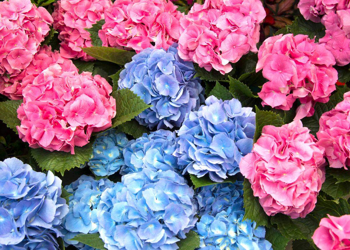 Intense pinks and blues of hydrangeas depend on soil pH.