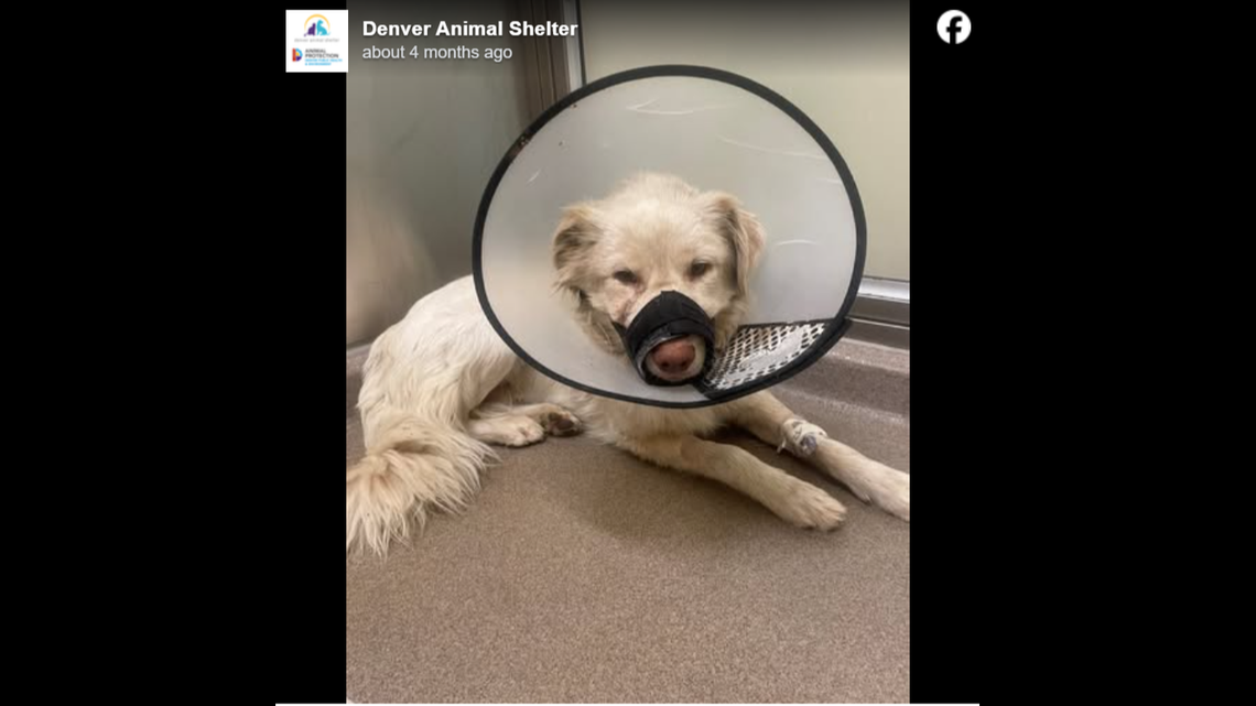 Solo, shortly after he was rescued.