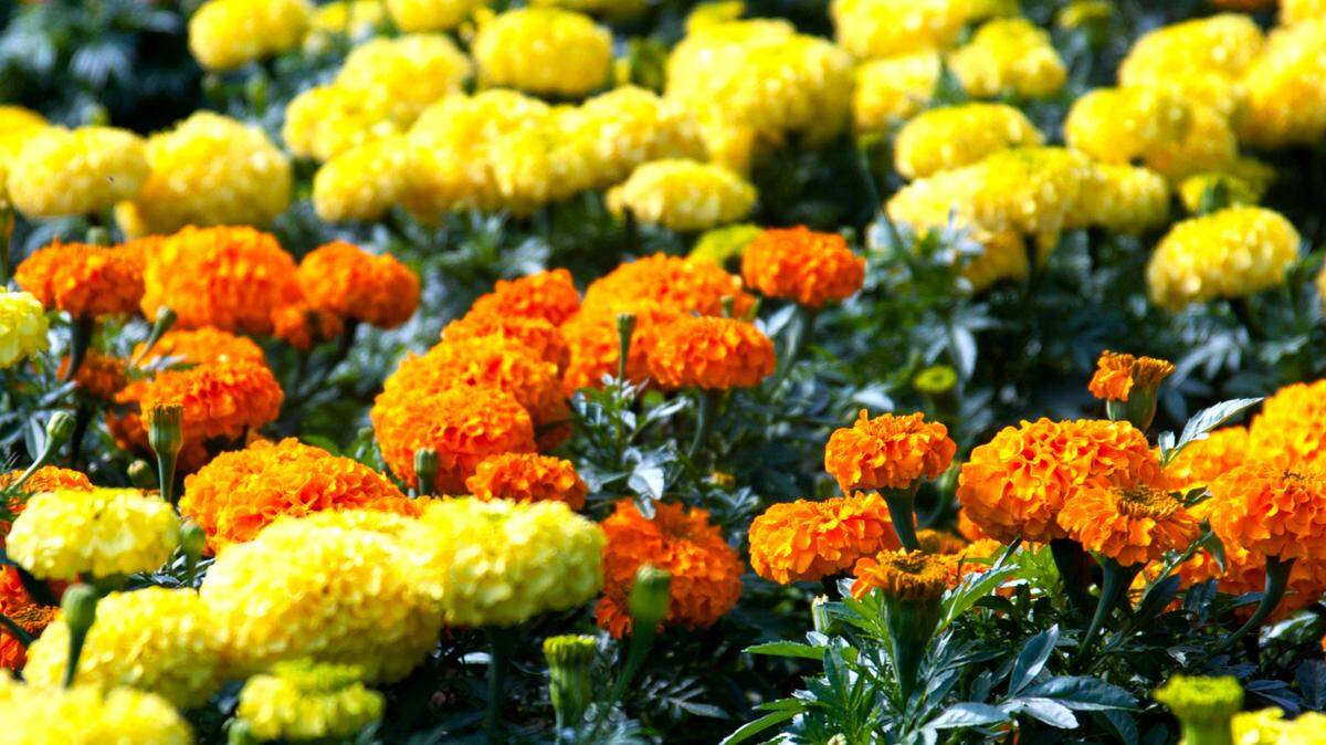 Transplant marigolds in bud but not full bloom for growing and blooming in fall’s cooler weather.
