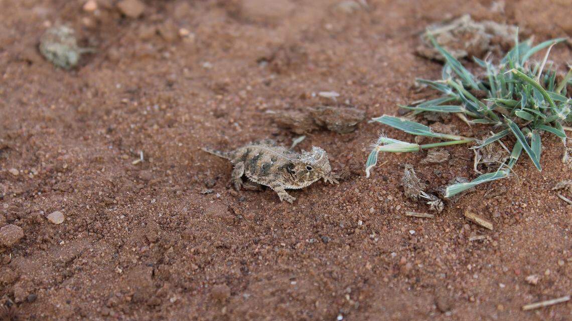 Texas horned lizards, or horny toads, raised at the Fort Worth Zoo have reproduced hatchlings in the wild. The threatened species is the state reptile. Photo from Kerr & Mason Mountain Wildlife Management Area posted on Facebook.