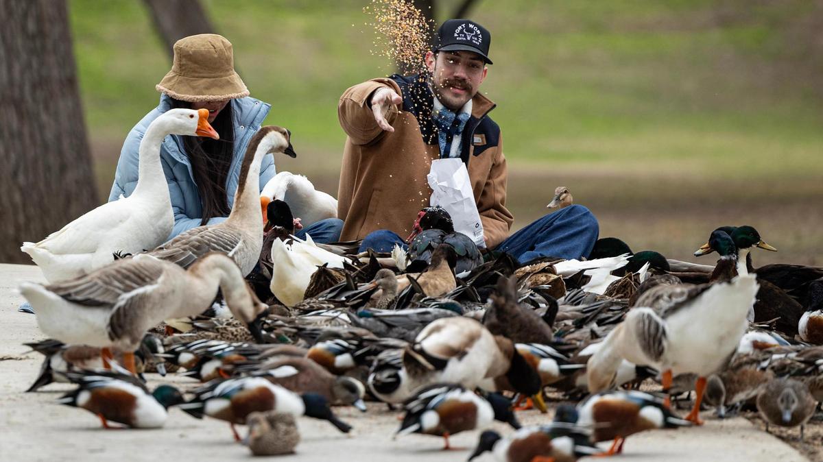 Fort Worth couple Jackie Ledezma, left and Dustin Bauer feed the ducks and geese of the Trinity Park Duck Pond in Fort Worth on Wednesday, Feb. 19, 2025.