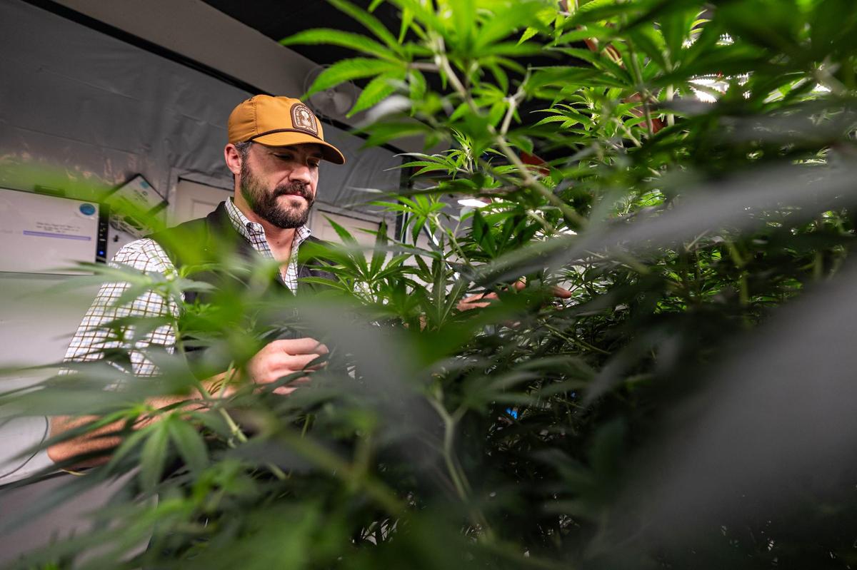 Colt Power, the Co-Founder and CEO for Power BioPharms, trims stems off the mother plant at Power BioPharms grow facility in Euless on Thursday, April 25, 2024. Power