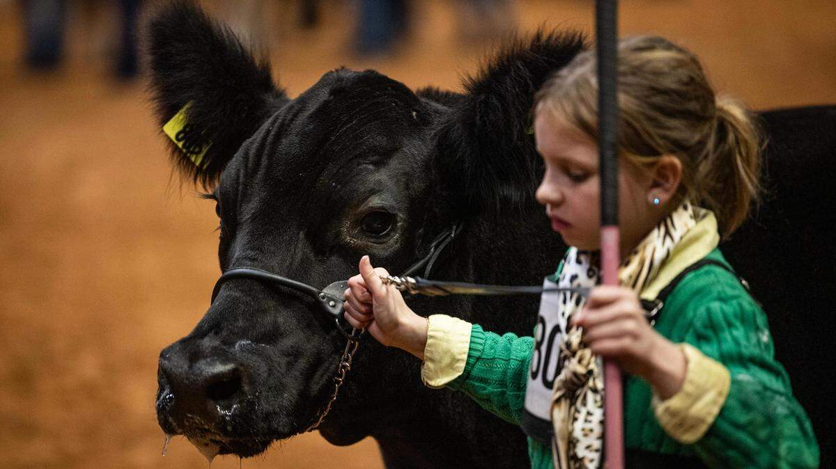 A contestants guides their steer to line up and be judged for the Junior Livestock Judging Contest at the Fort Worth Stock Show & Rodeo on Friday, Feb. 2, 2024.