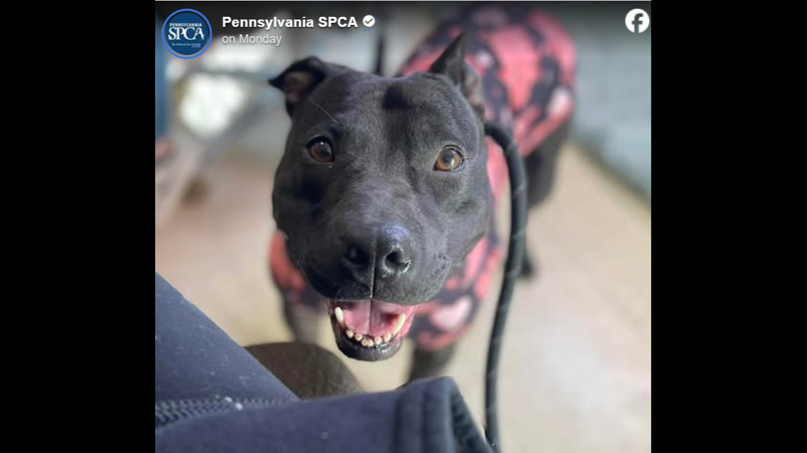 This kind-hearted pup has waited much too long for a loving home.