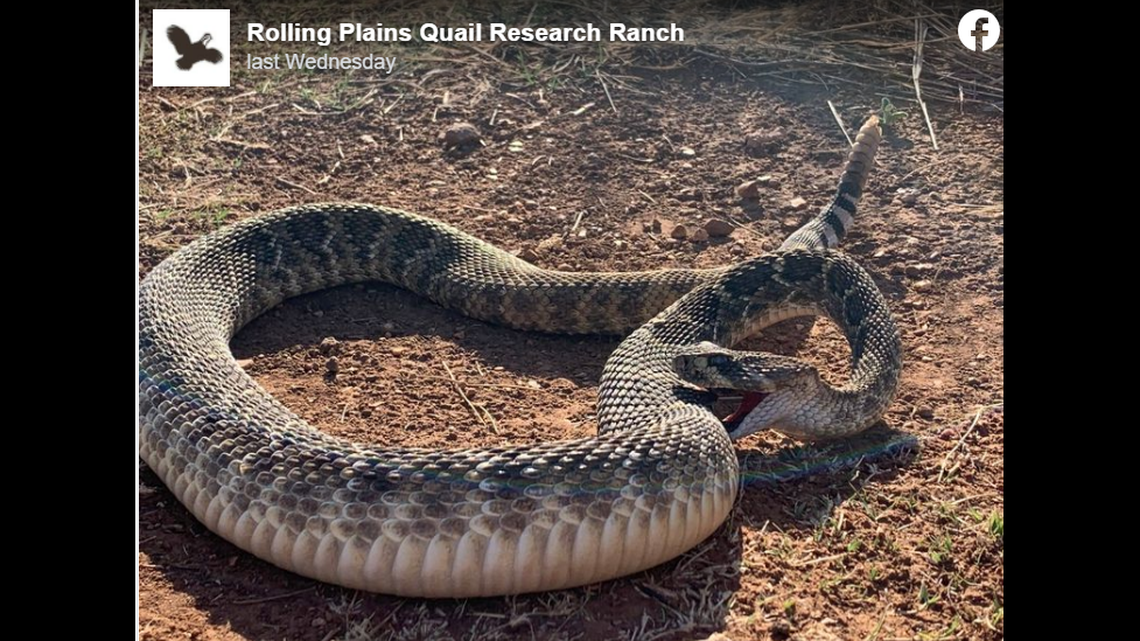 A wildlife researcher came across a western diamondback rattlesnake that appears to have died after biting itself in Texas.