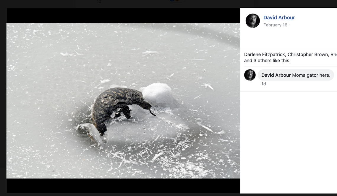 David Arbour said this photo is of the “momma alligator” seen icing in Oklahoma