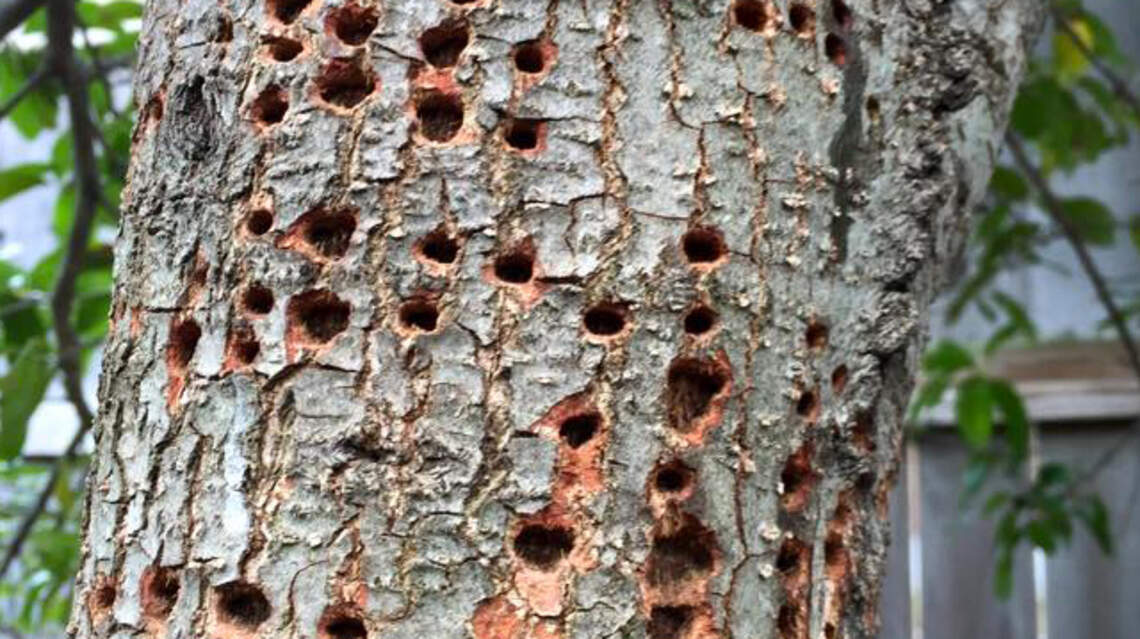 Follow these tips to keep your shade trees strong and healthy through the summer