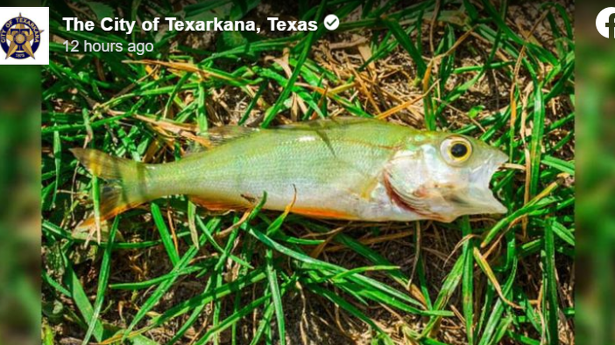 It was raining fish in Texarkana, city officials say.
