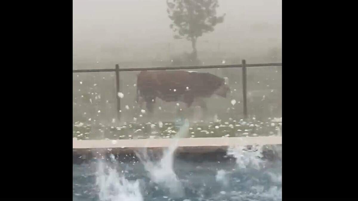 A bull runs through a field as large hail falls near Dublin, Texas, on Wednesday, April 26, 2023. “The bull is fine,” Gary Clayton wrote on Twitter. “He was heading for cover.”