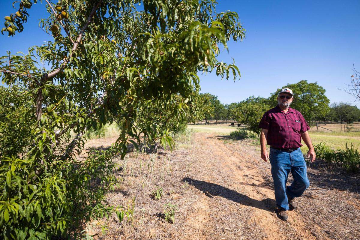 Gary Hutton walks through the peach orchard as peach season is underway at the Hutton Peach Farm Thursday, June 30, 2022, in Weatherford.