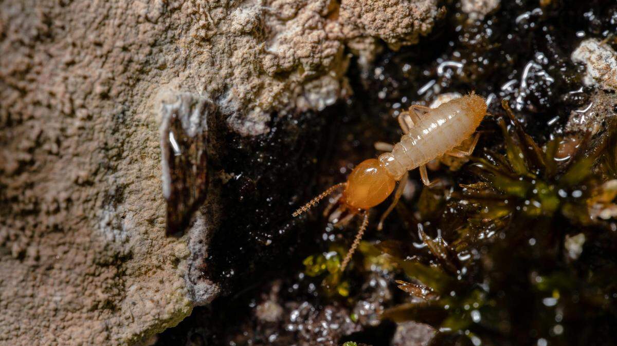 The Formosan Subterranean termite has infested all of Texas’ major cities but there are ways homeowners can protect against their costly damage.