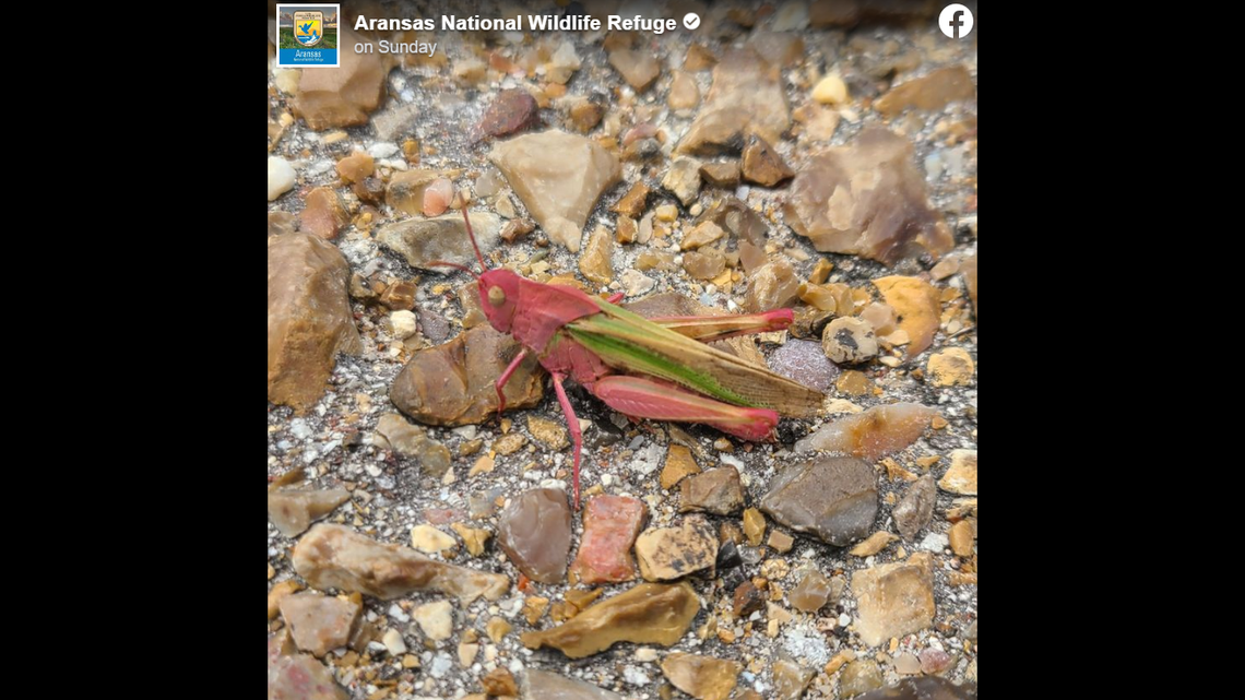 A rare pink grasshopper was seen at Aransas National Wildlife Refuge in Texas.