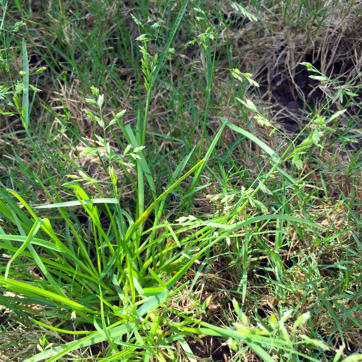 Rescuegrass is becoming a major mid-winter, early-spring weed in North Texas lawns.