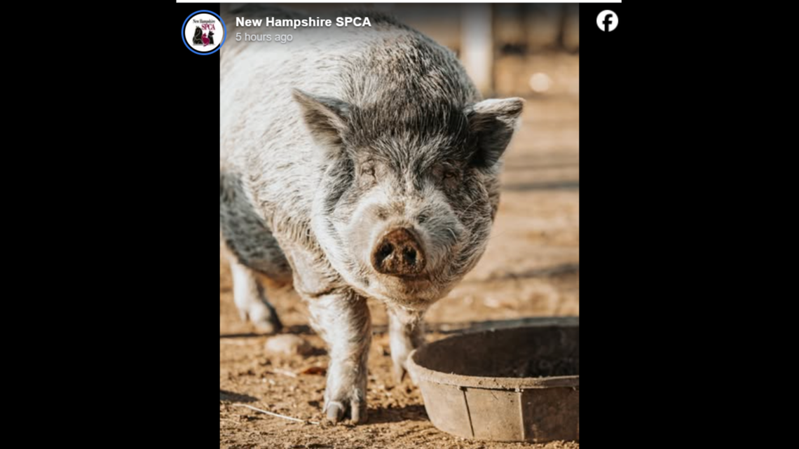 The dashing pig has a huge personality, the shelter says.