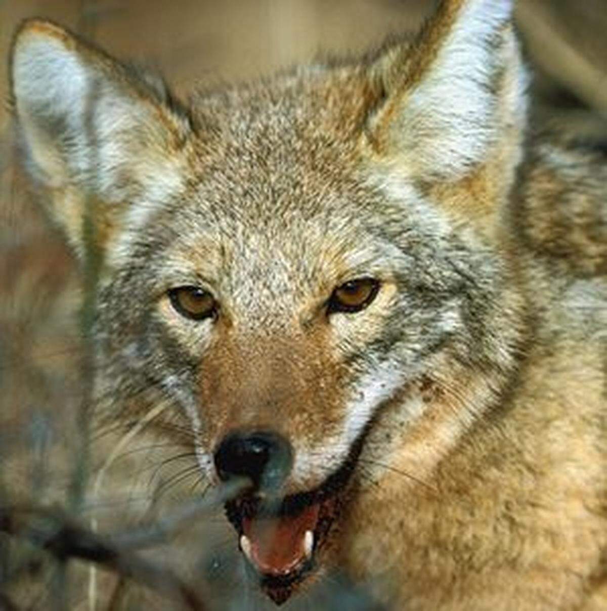 Coyotes have distinct yellow eyes with large black pupils.