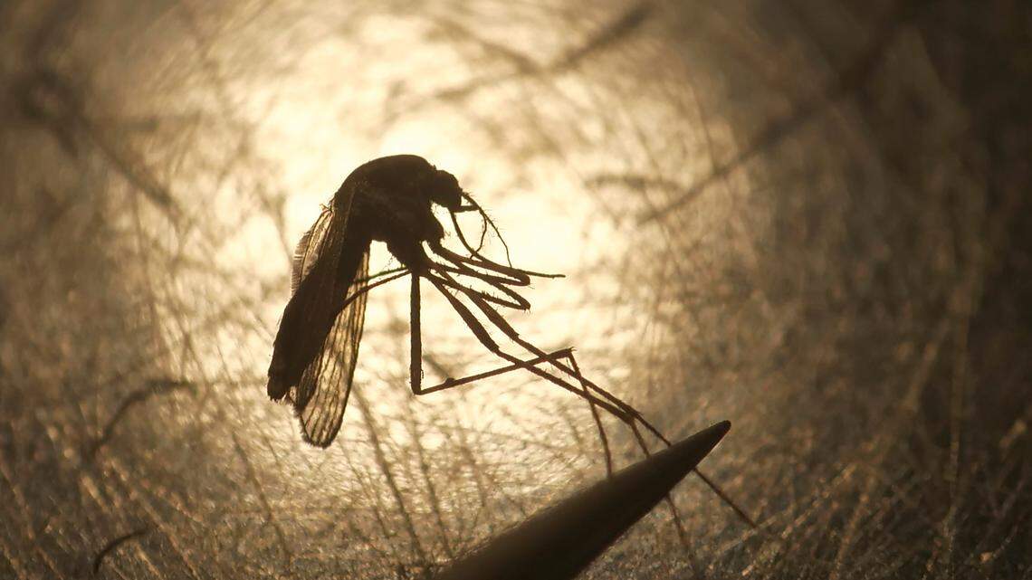 Are chemical sprays used to kill mosquitos safe to use? Here’s what to know.