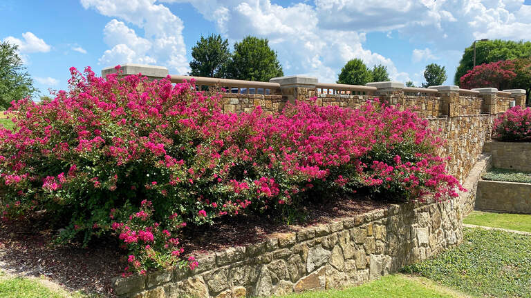 Looking to fill out your Texas landscape? Consider these summer blooming beauties