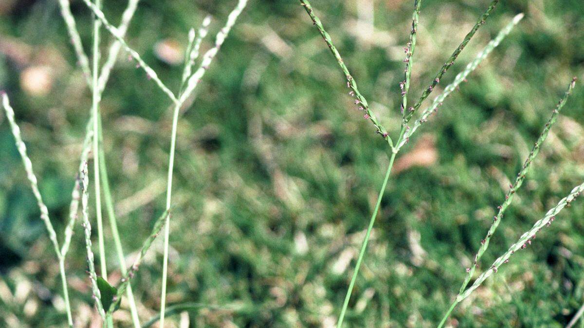 Crabgrass is prevented with spring preemergent.