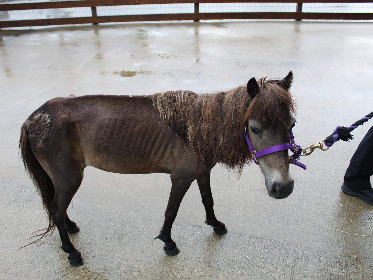 When Olive was rescued, she was extremely underweight.