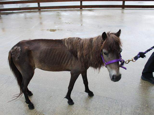 When Olive was rescued, she was extremely underweight.