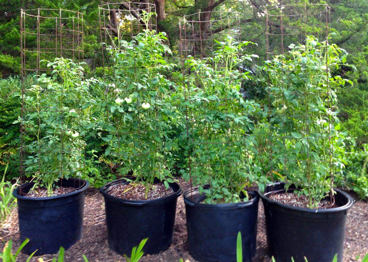 It’s not too late to grow tomatoes if you plant them in pots.