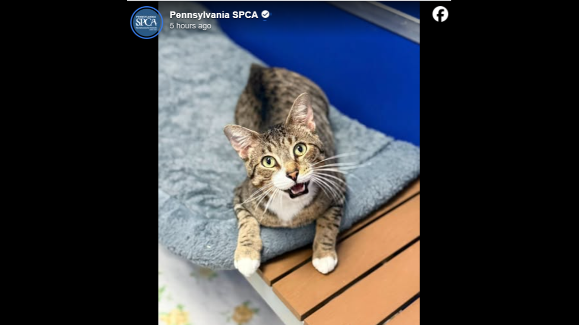 Months after being set on fire, shelter cat is happy and healed. He needs a home