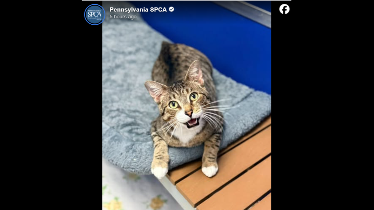 Sweet Pixie will talk your ear off.