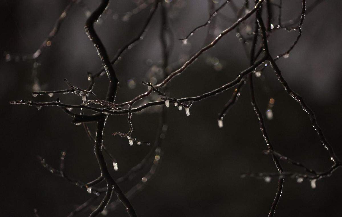 Ice coats the branches of a tree in the Fairmount neighborhood of Fort Worth before the sun rises on Thursday, February 3, 2022. North Texas is under a winter weather warning until 6 p.m. Thursday, but icy conditions may not begin to improve until Friday or later in the weekend.