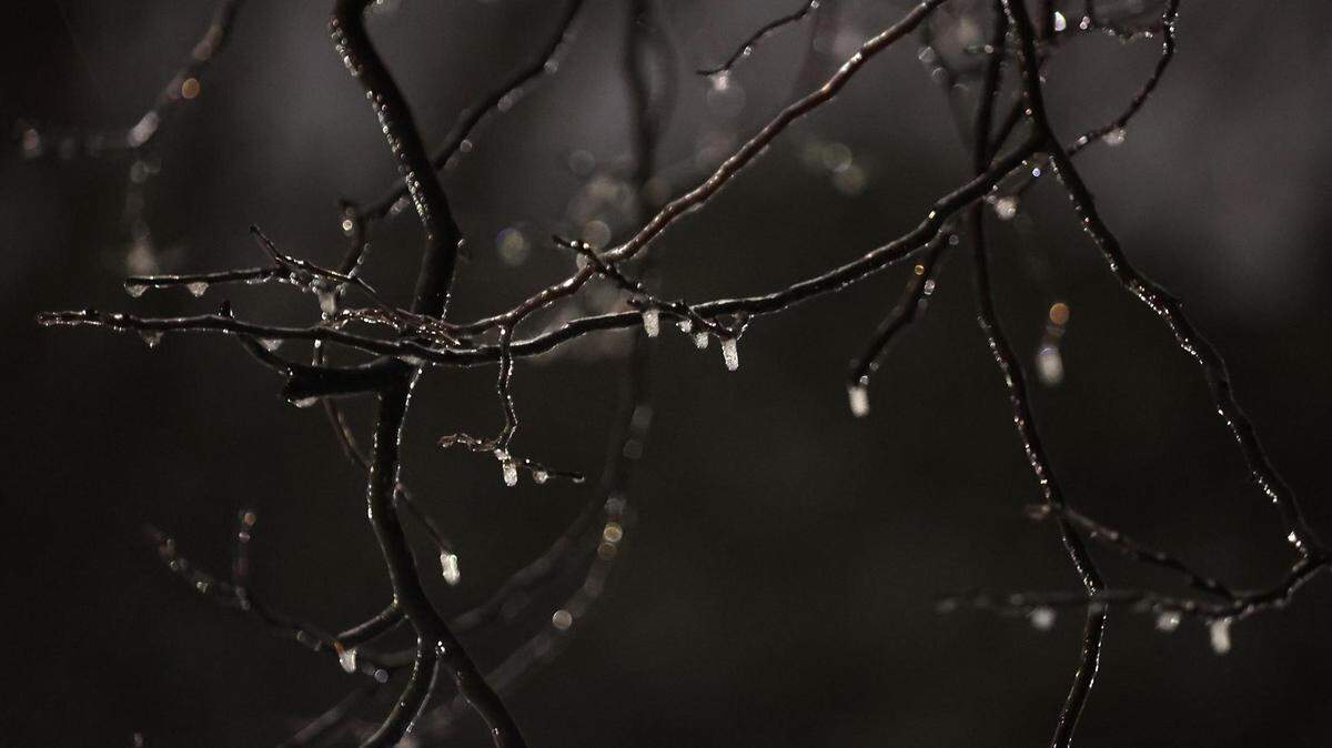 Ice coats the branches of a tree in the Fairmount neighborhood of Fort Worth before the sun rises on Feb. 3, 2022.