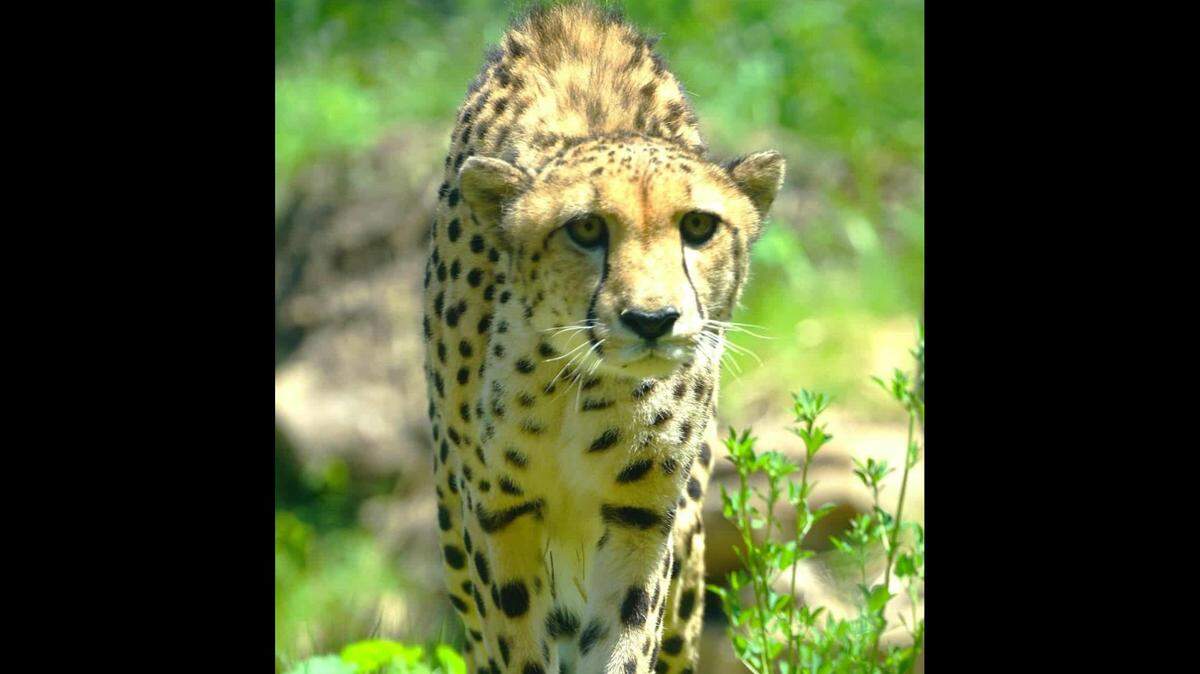 Leopold in his habitat