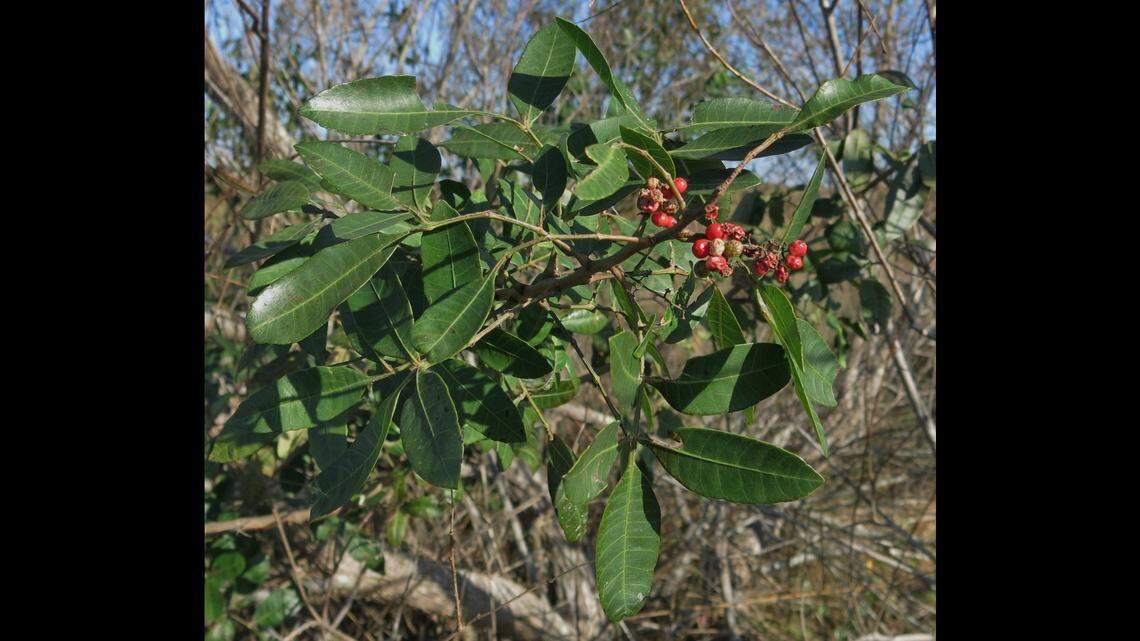 The Brazilian peppertree is a shrub-like tree that can be noxious to humans in the same way as poison ivy or poison oak.
