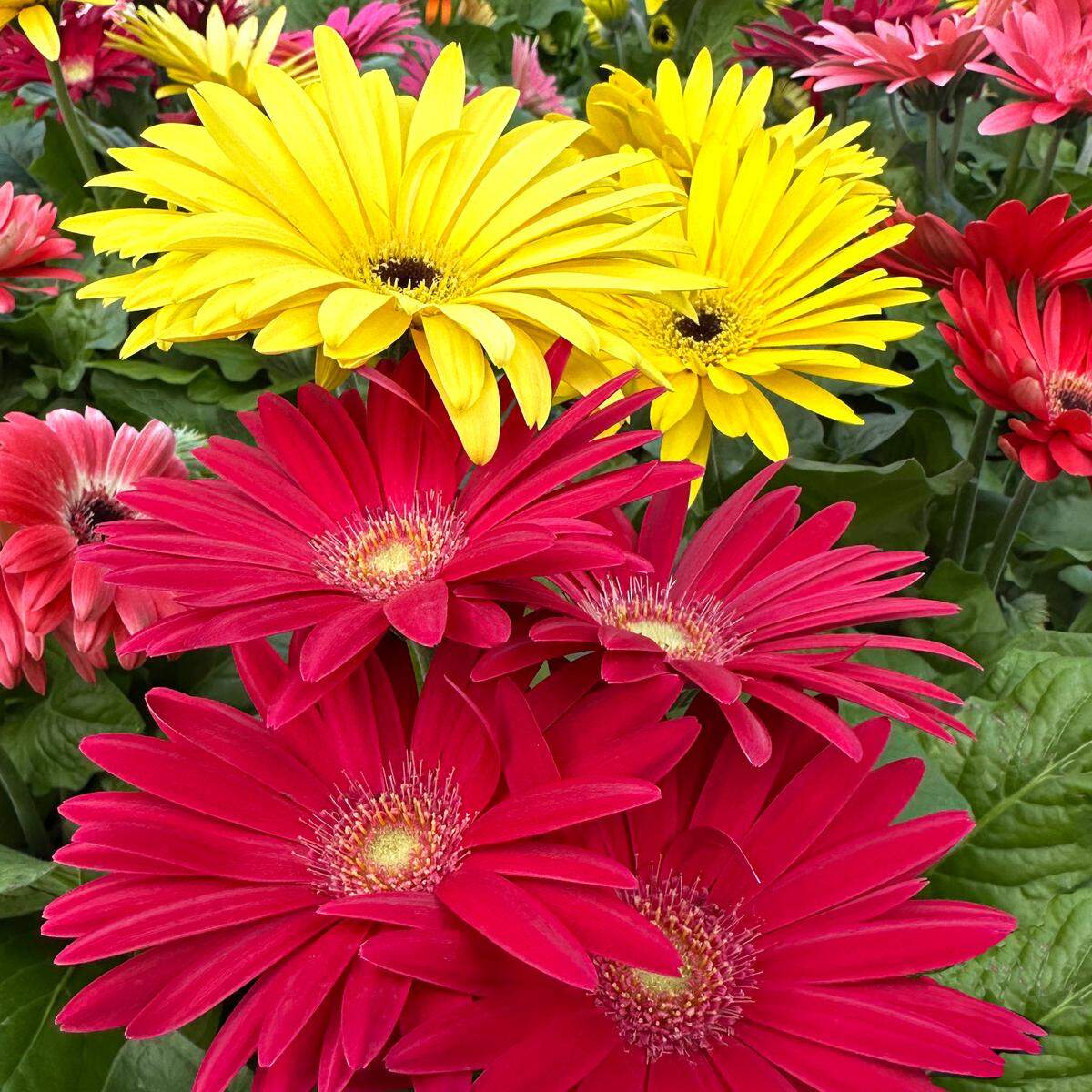 Cheerful gerbera daisies.