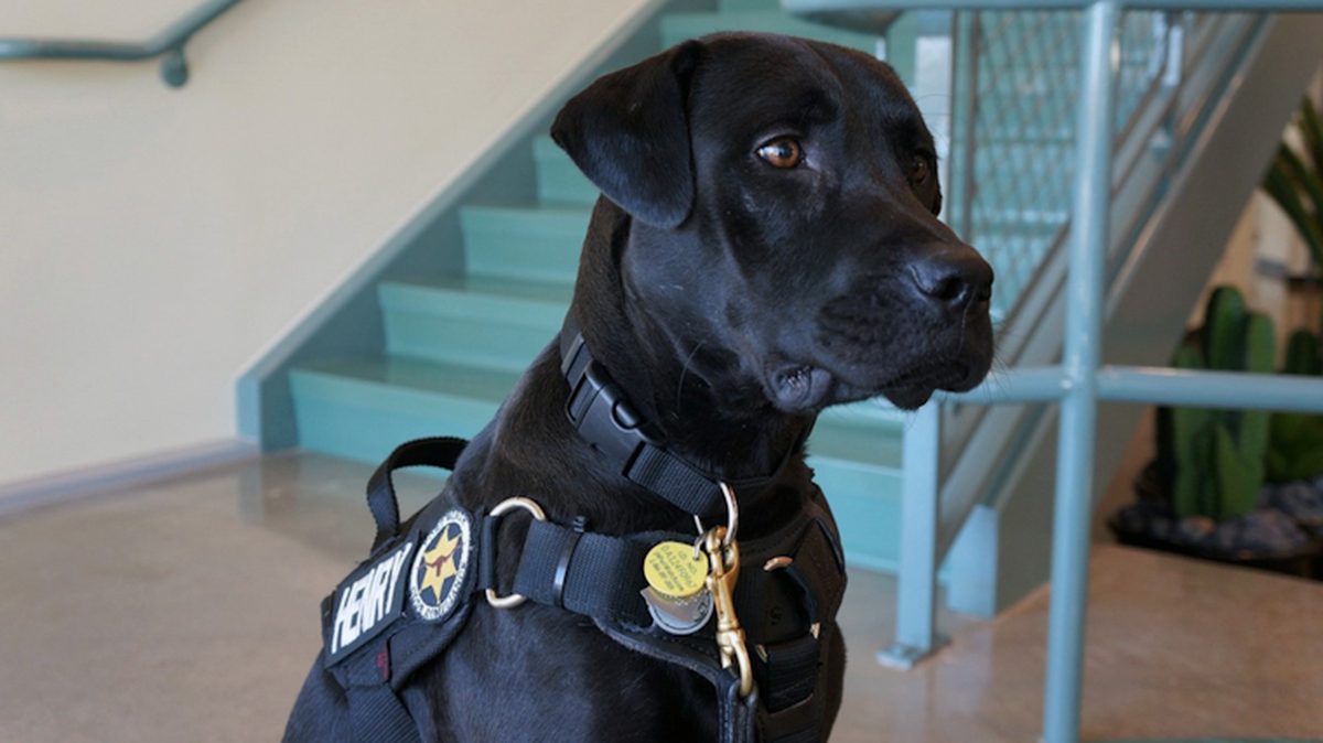 Donate to Henry (Fort Worth’s mascot) and friends this holiday season.