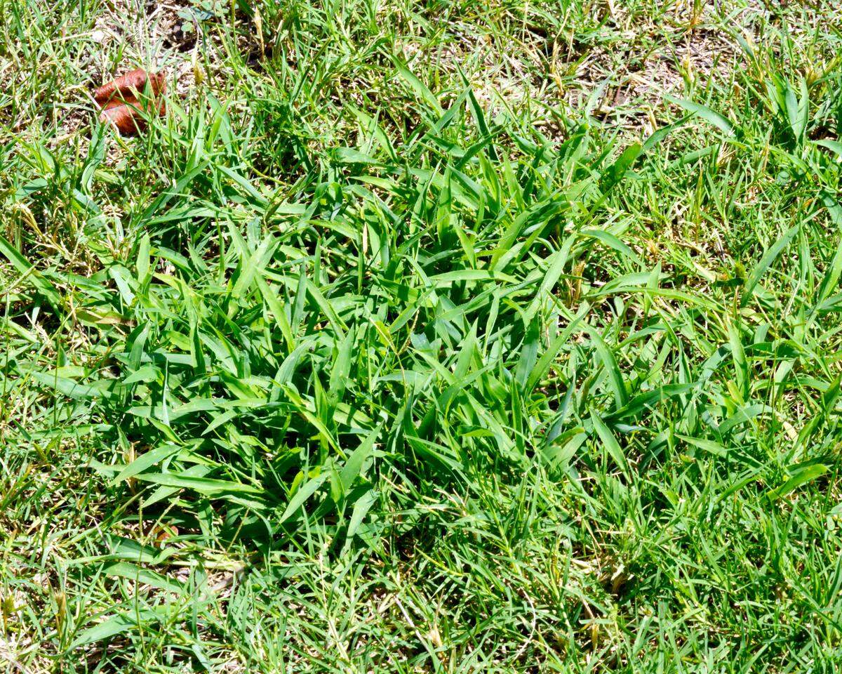 Crabgrass grows even in dry, neglected turf. Pre-emergent herbicides to prevent germination of crabgrass and grassburs should be applied March 5-15 in the Fort Worth area.