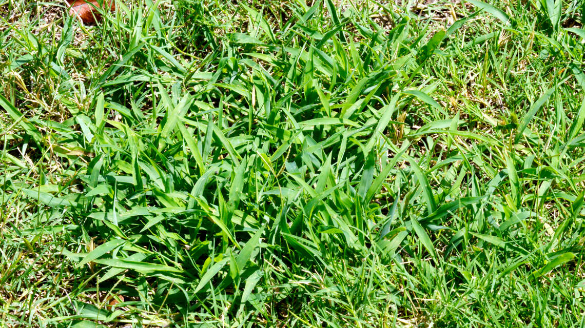 The North Texas gardener’s list is starting to grow quickly. Here’s what to do now