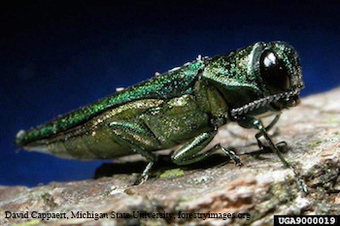 Emerald ash borer