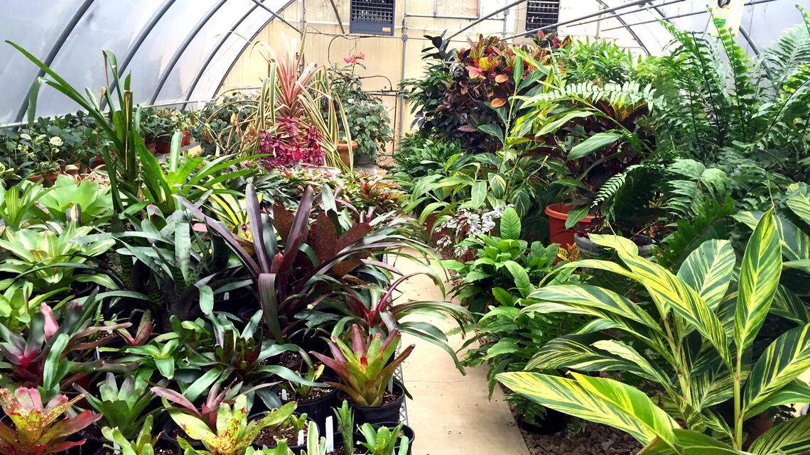 From sprinklers to fertilizer, here are top questions from North Texas gardeners