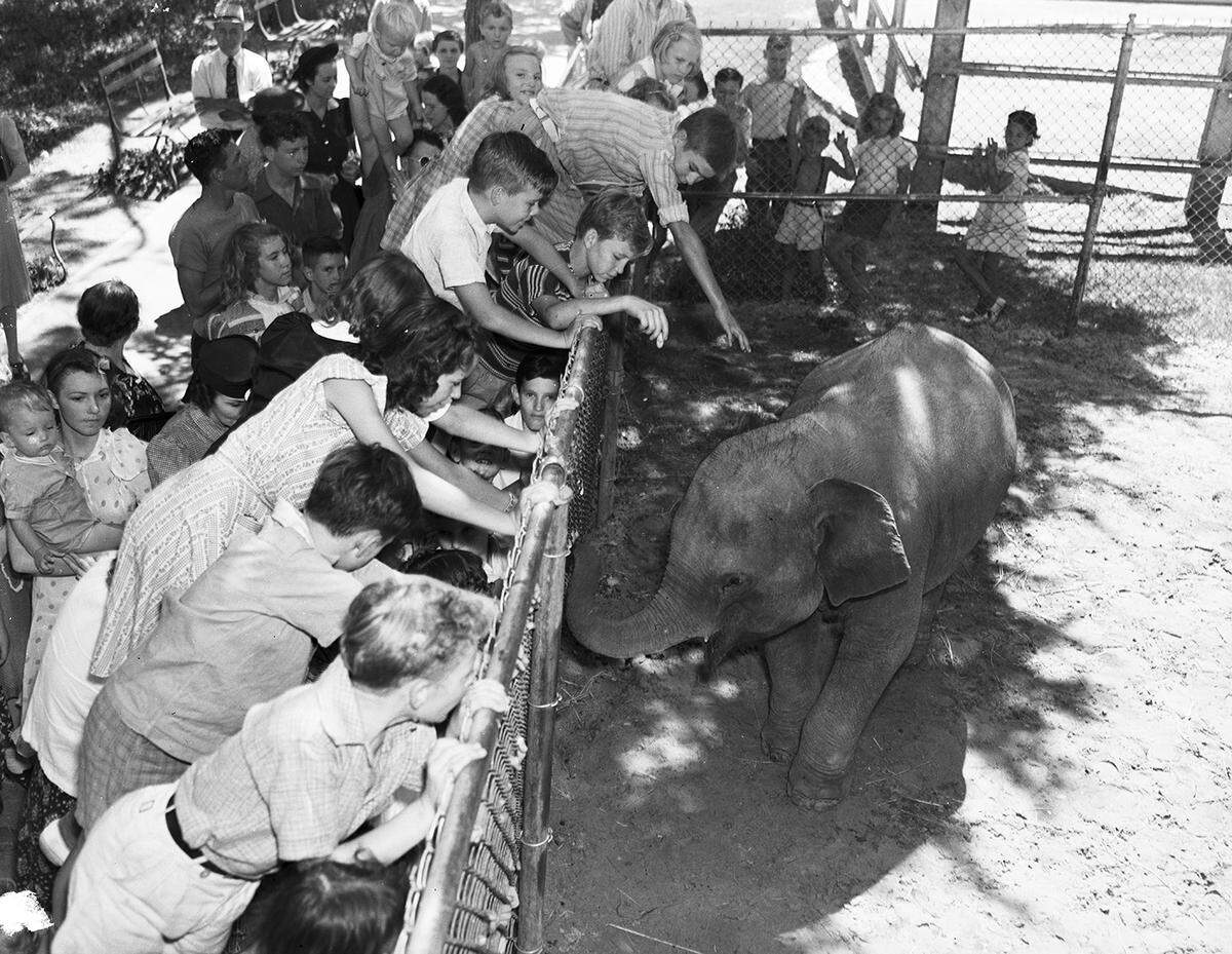 Aug. 27, 1940 Children crowded around the pen at the Forest Park Zoo to meet the new baby elephant. She doesn’t yet have a permanent name, but until then, people are calling her “Cutie Pie.” Most of the children were from the Lena Pope Home, who were having a party at the zoo. Cutie Pie’s apparent smile and uplifted trunk matched the children’s excitement.