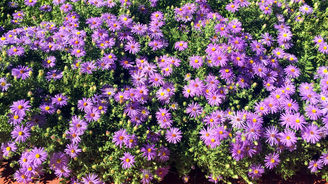 This purple flower is a star of autumn in Texas landscapes. Here’s how to care for it