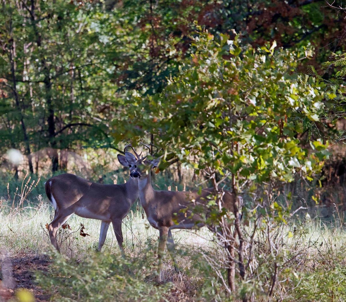 Children got to see wild deer during their outside time at Cross Timbers Forest Preschool at the Bob Jones Nature Center and Preserve in Southlake on Friday, Sept. 22, 2023.