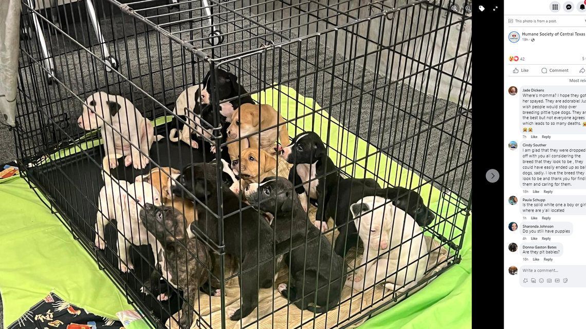 A kennel of 14 puppies was found in a Texas animal shelter parking lot, the Humane Society of Central Texas said. They need foster homes. 