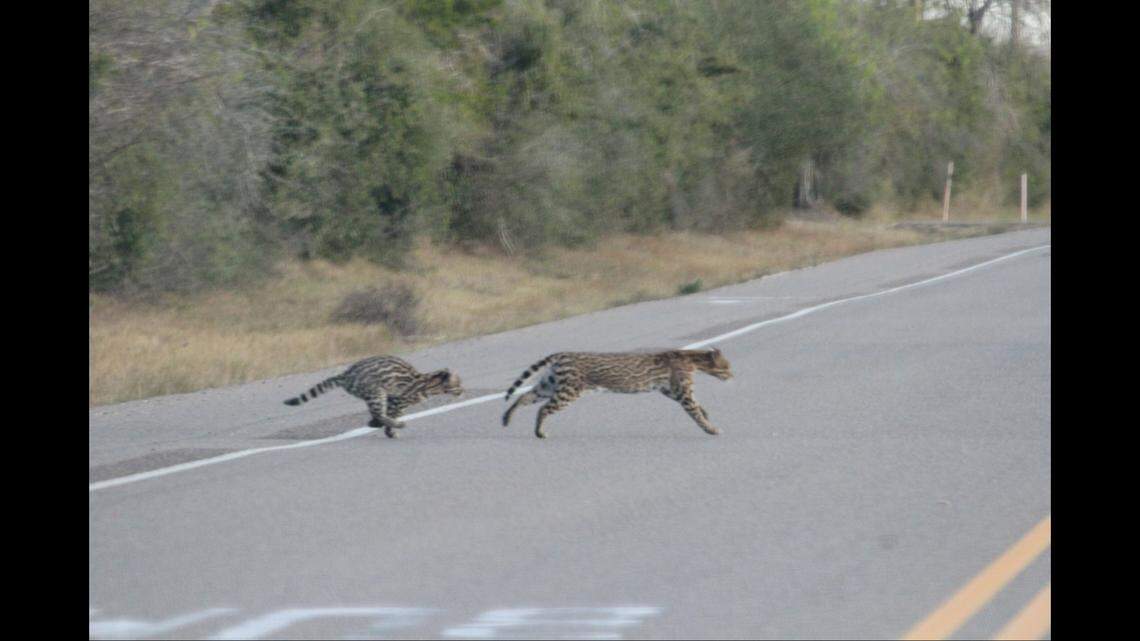 Once reunited, the mother and kitten dashed across the road to safety.